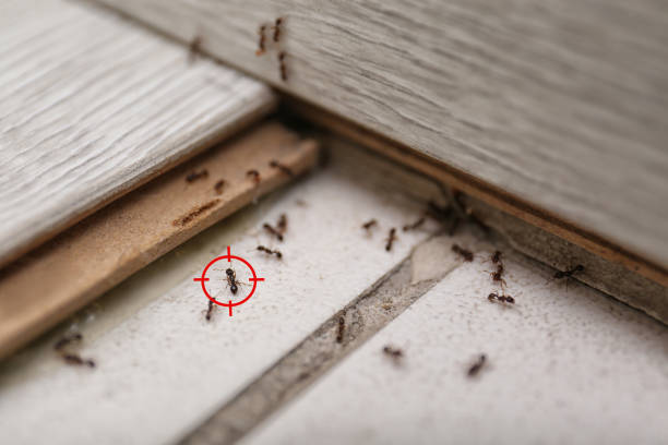 Best Rat Extermination Near Me  in Gambier, OH